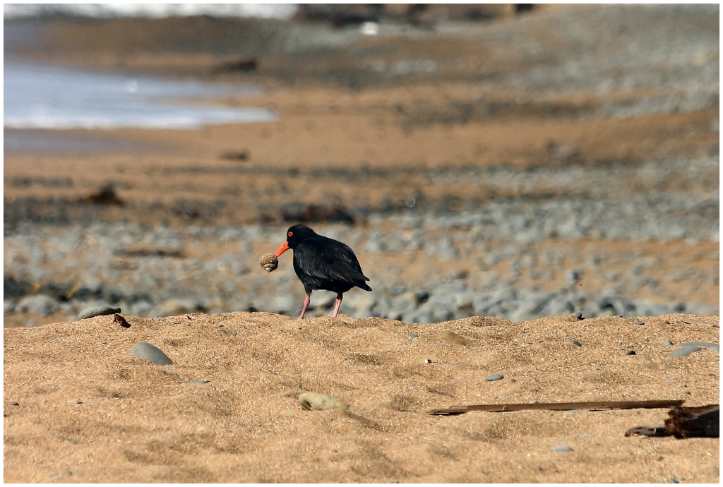 04 - Presqu'ile d'Otago (15).jpg